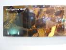 wild tiger eye "gold"