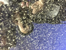 ʯӢʯ