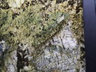 MARGRAMAR