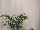 Ʒ - ʯ