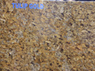 TULIP GOLD - SUNROCKCOS